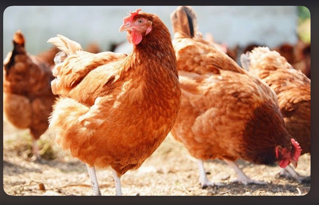 Chicken from Vizik Farm Market