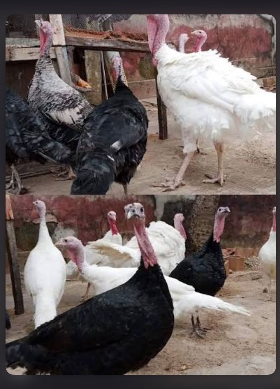 Turkey from Vizik Farm Market