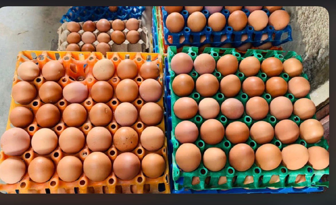 Chicken Eggs from Vizik Farm Market