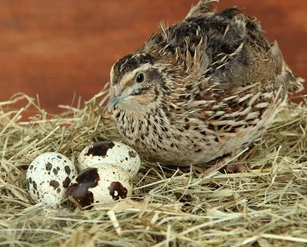Quail from Vizik Farm Market