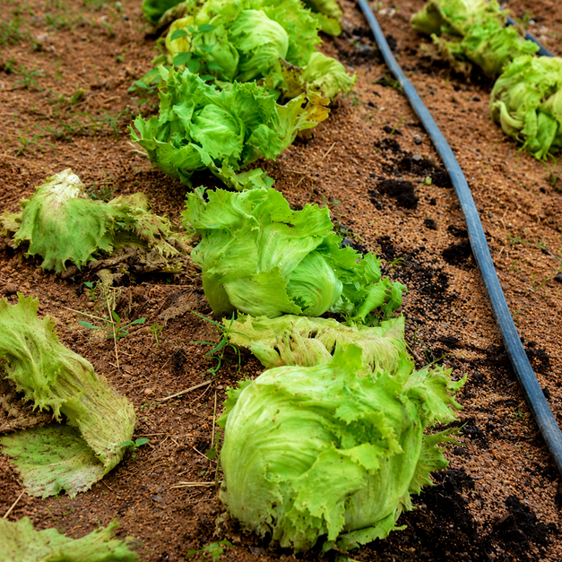 Fresh Cabbage from Vizik Farm Market